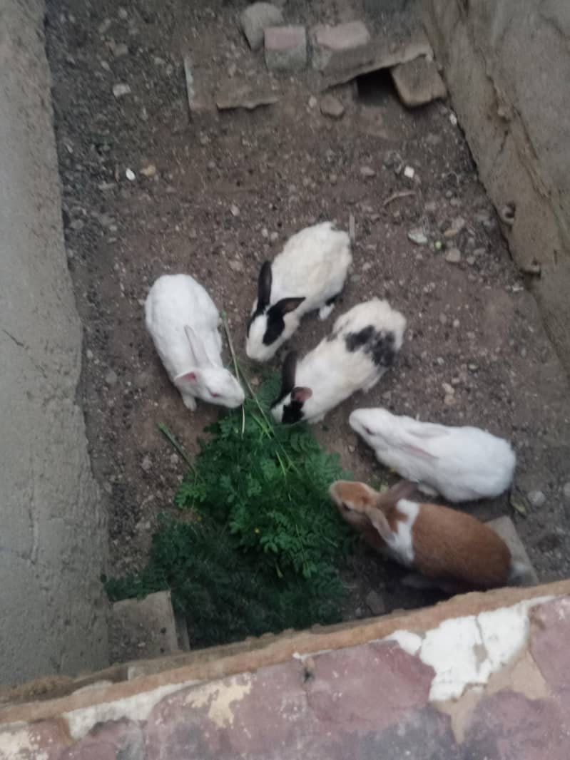 Rabbit 0