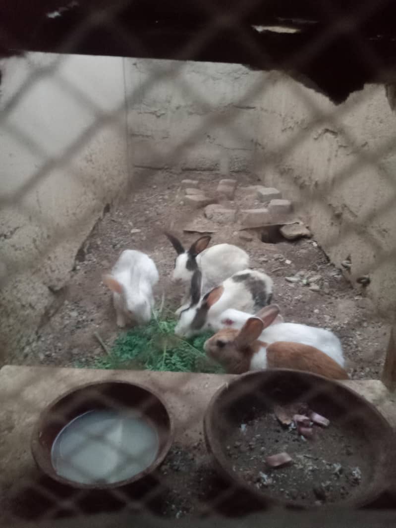 Rabbit 3