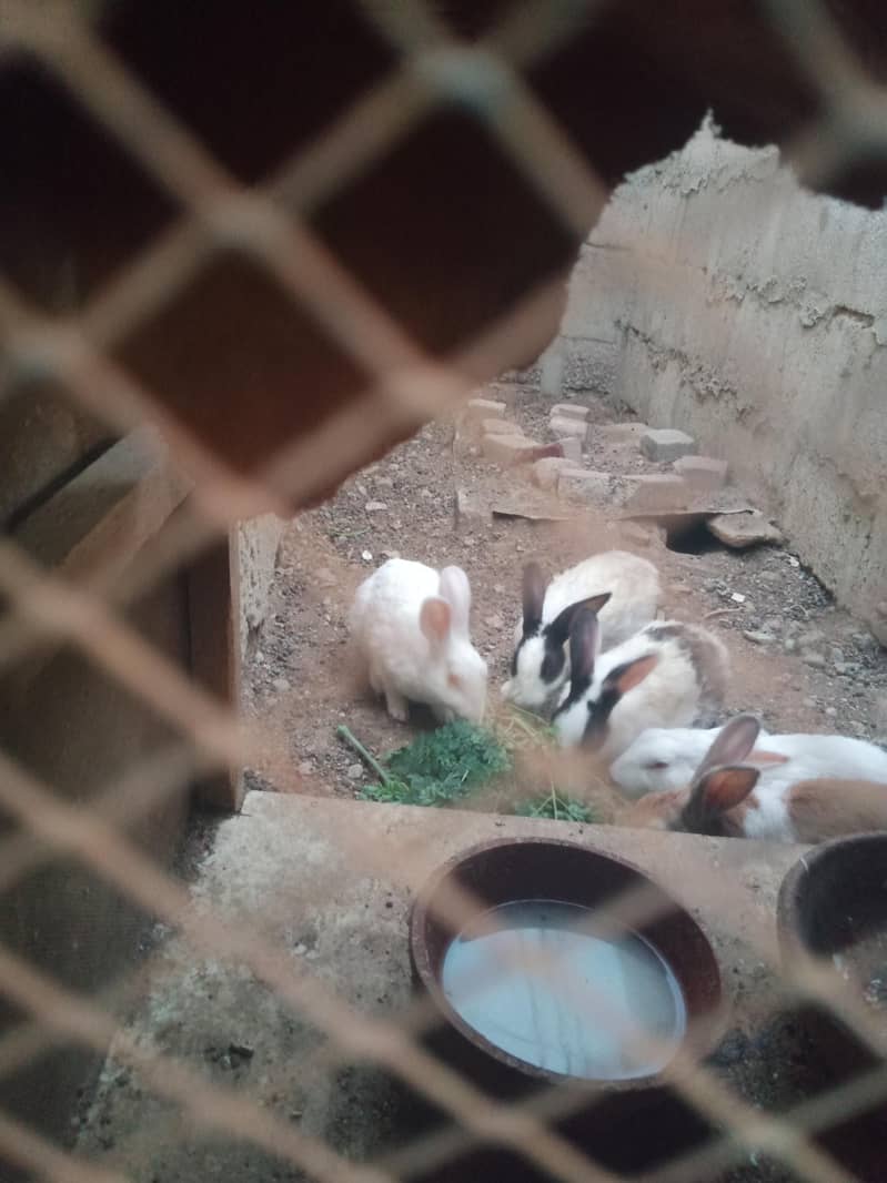 Rabbit 4
