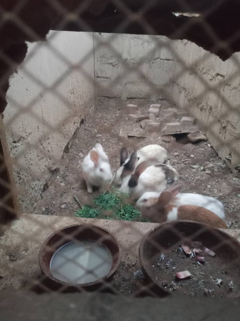 Rabbit 5