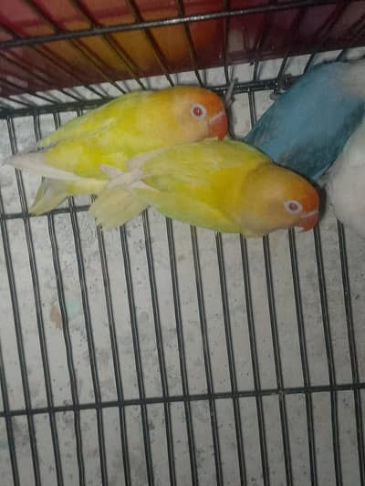 Love birds and pegions