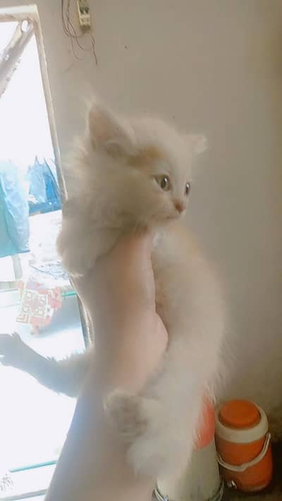 pershian kitten 5 females  2 golden colour 3 white . home breed