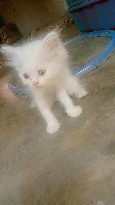pershian kitten 5 females  2 golden colour 3 white . home breed