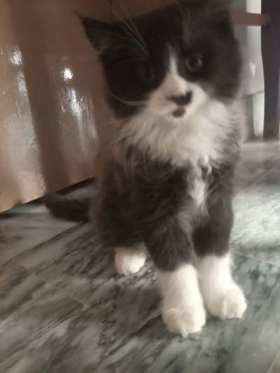 2 male persian kitten for sale  urgent sale 03322256017