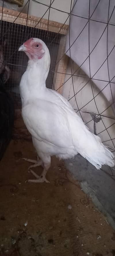 sale of Aseel Hens