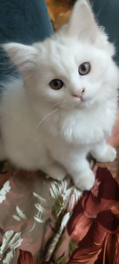 persian male kitten for sale  2.5 mnth MASHAAALLAH healthy kitten