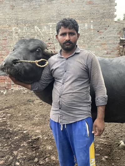 Kata/ 18 mn weight/qurbani ka liya best ha / ghost 9 mn