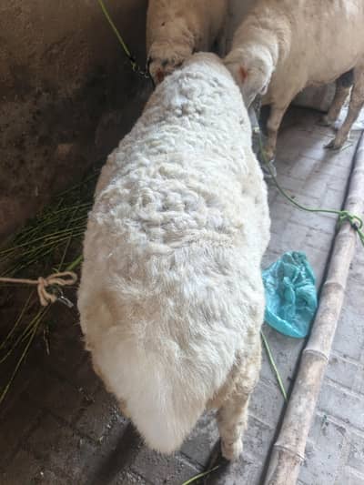 Sheep Dumba For sale