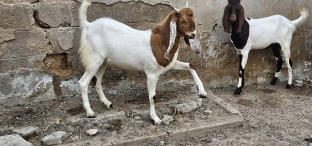 bakra khassi 2 daant