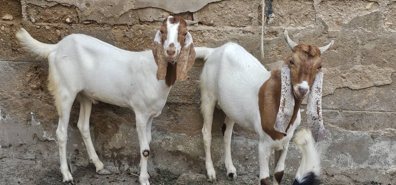 bakra khassi 2 daant 1