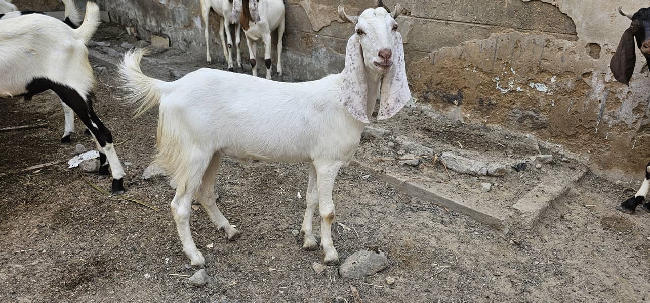 bakra khassi 2 daant 2