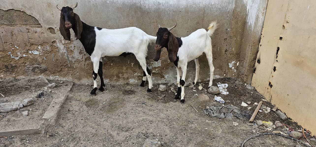 bakra khassi 2 daant 3