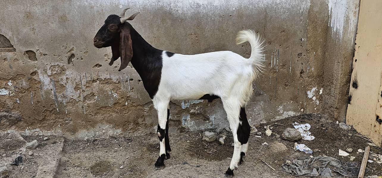 bakra khassi 2 daant 4