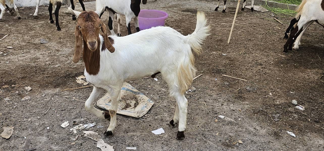 bakra khassi 2 daant 5