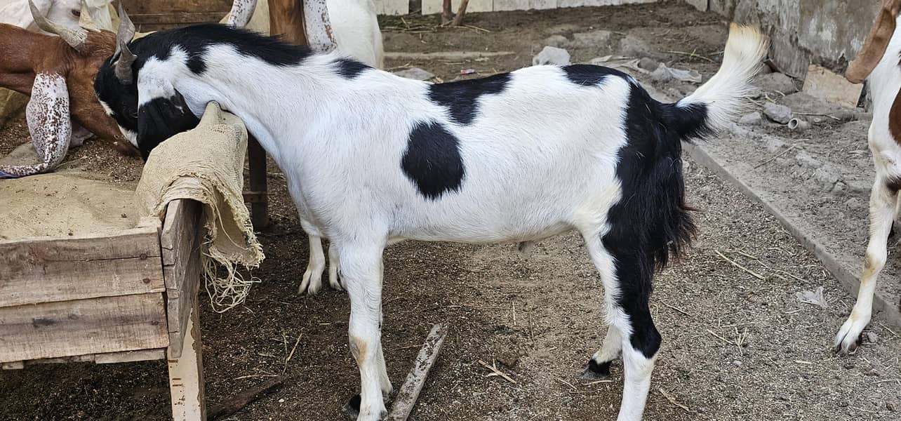 bakra khassi 2 daant 6