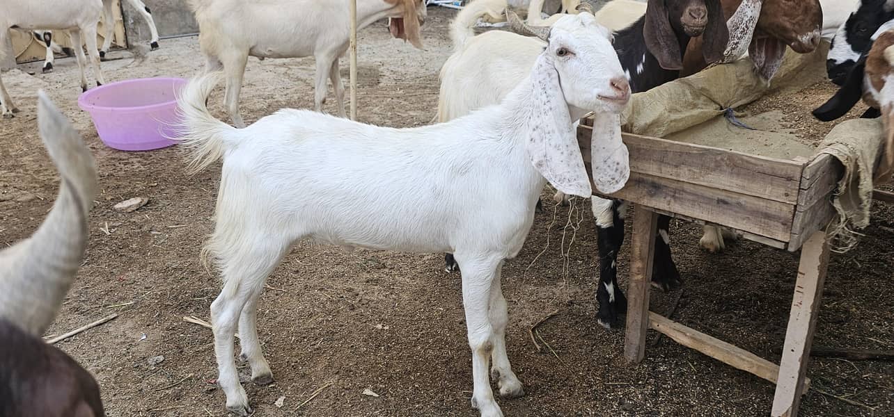 bakra khassi 2 daant 7