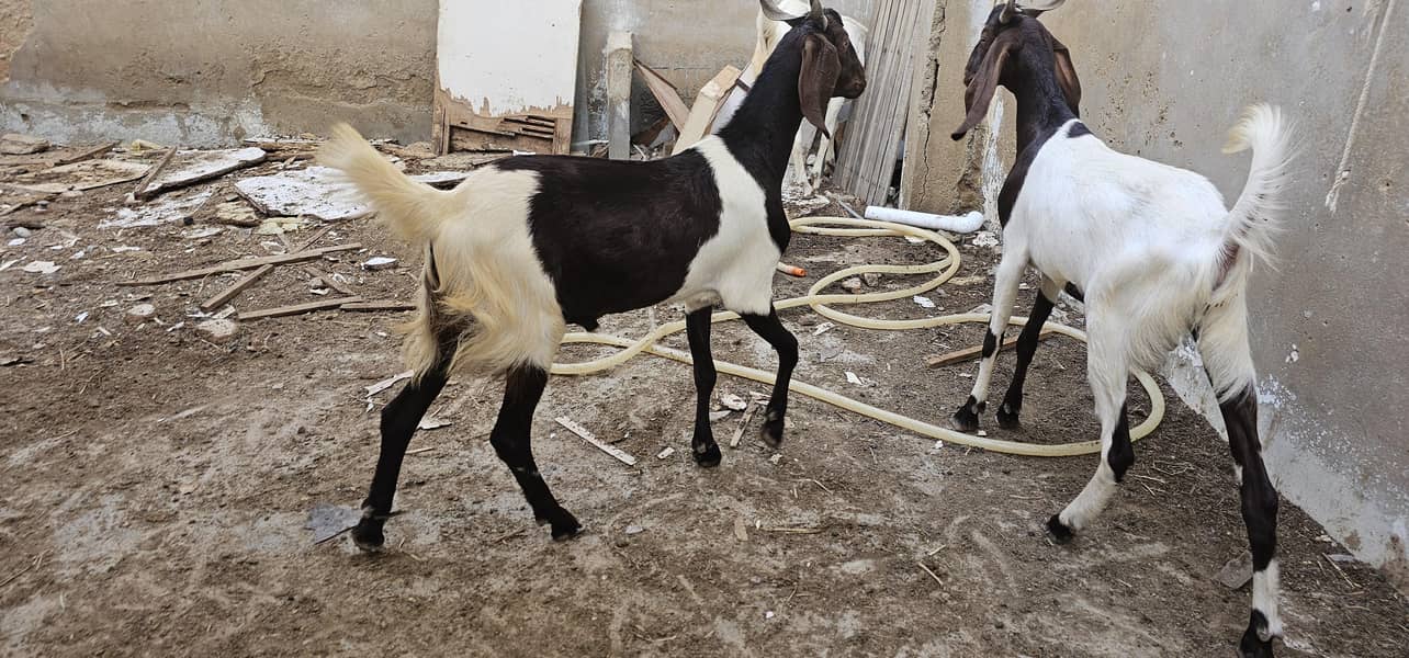 bakra khassi 2 daant 8