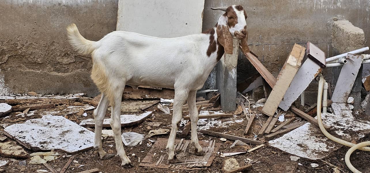 bakra khassi 2 daant 9