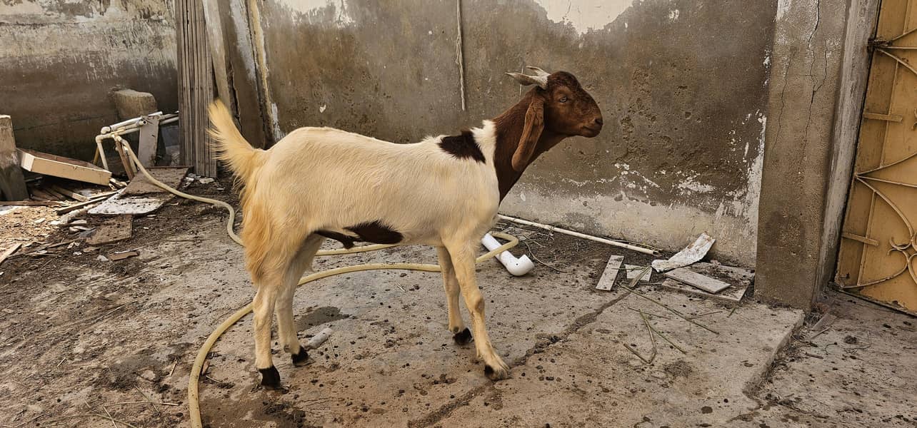 bakra khassi 2 daant 10