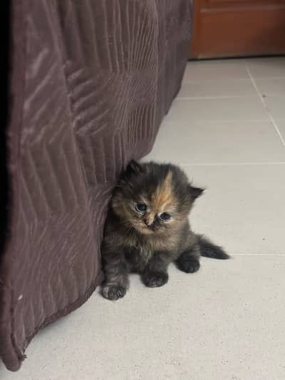 Pure Persian Kitten | Triple Coated |