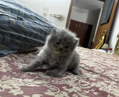 Pure Persian Kitten | Triple Coated |