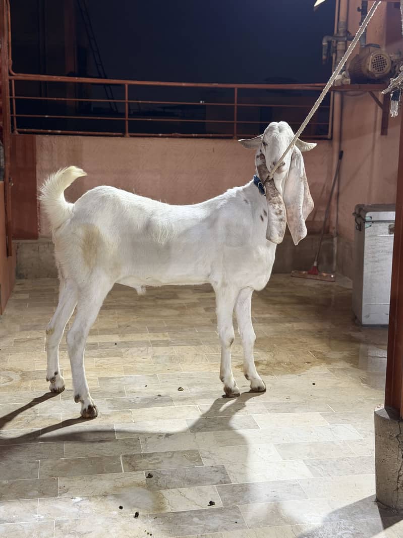 Bakra 0