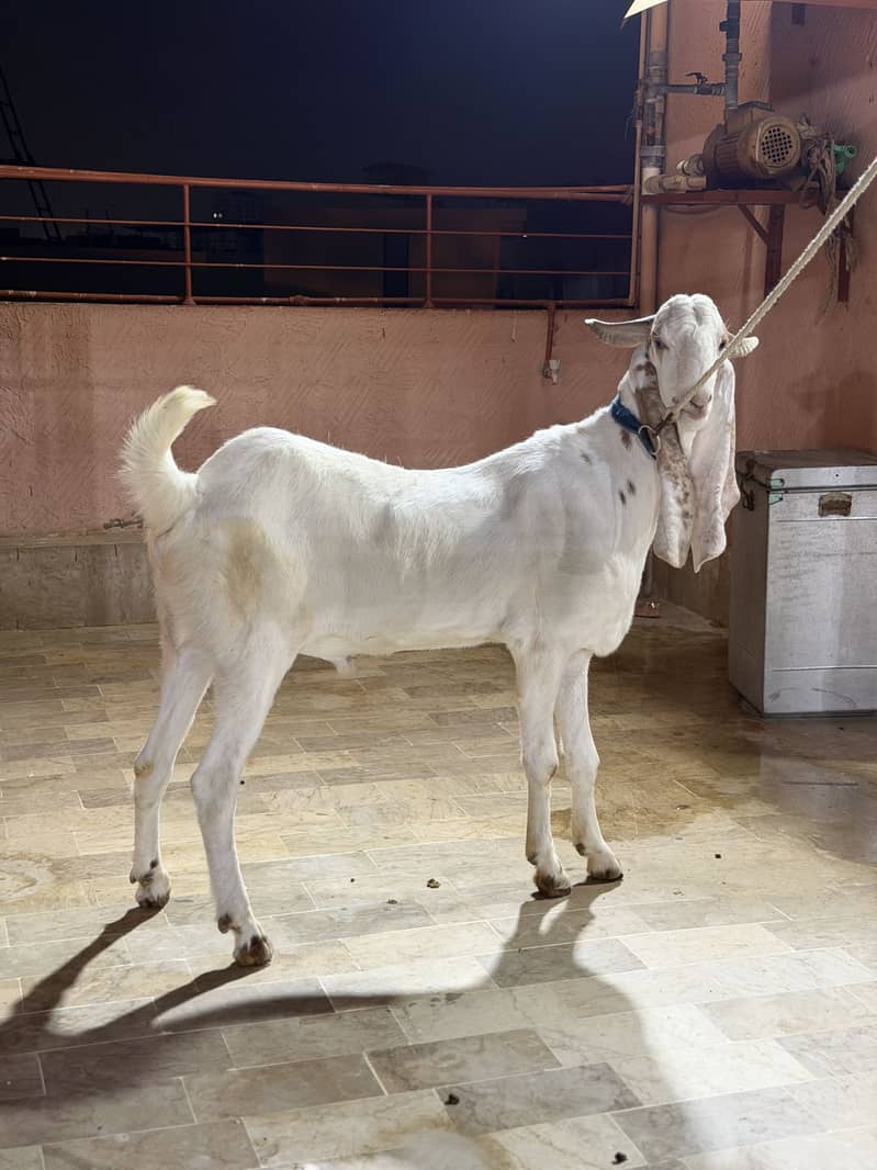 Bakra 1