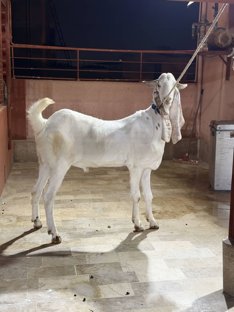Bakra 2