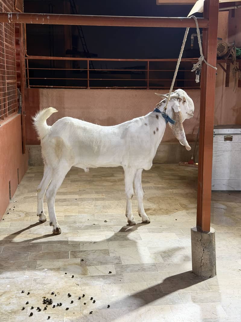 Bakra 3