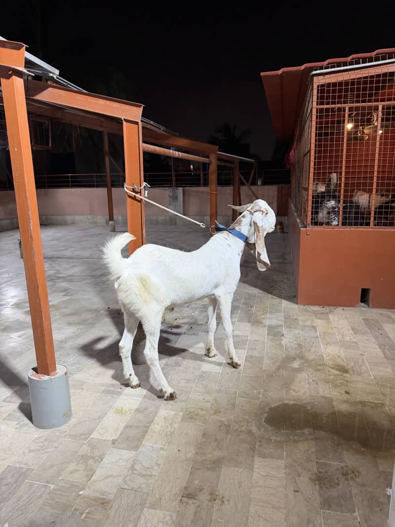 Bakra 4