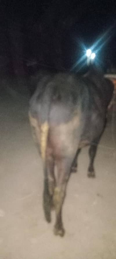ox bile