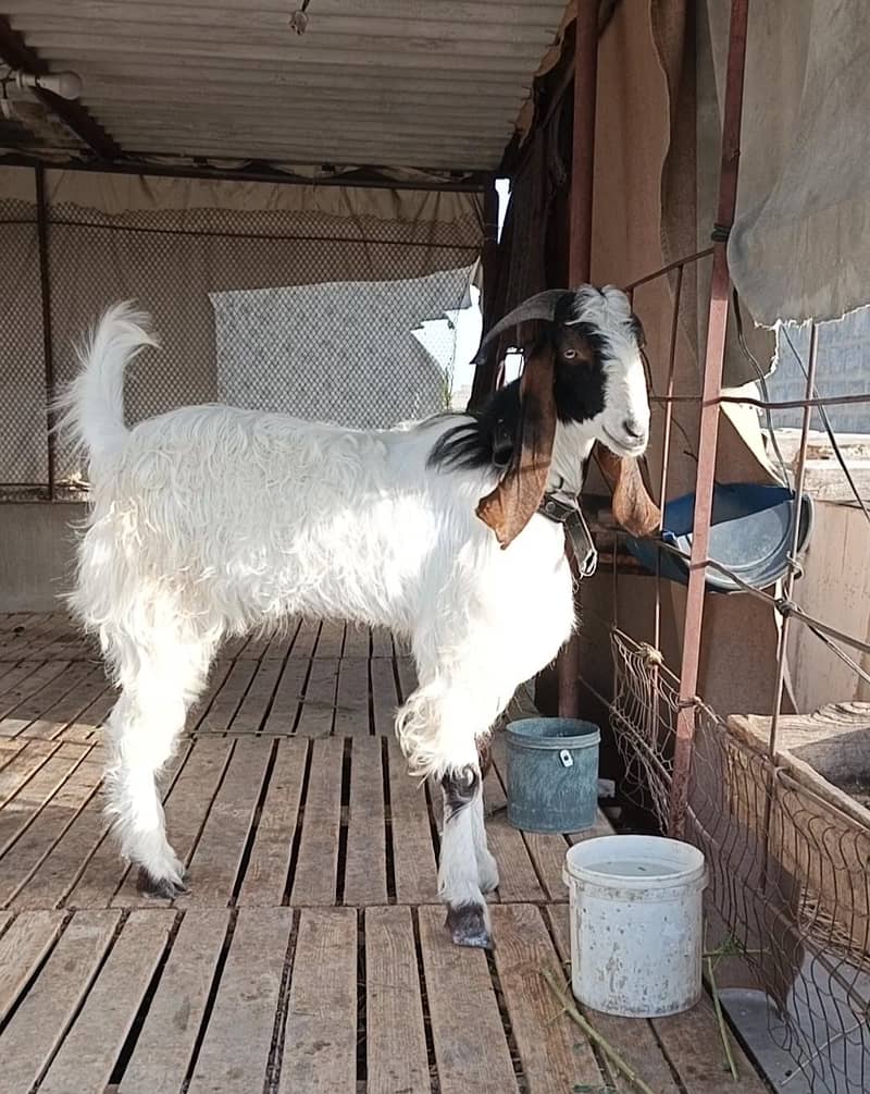 Bakra 0