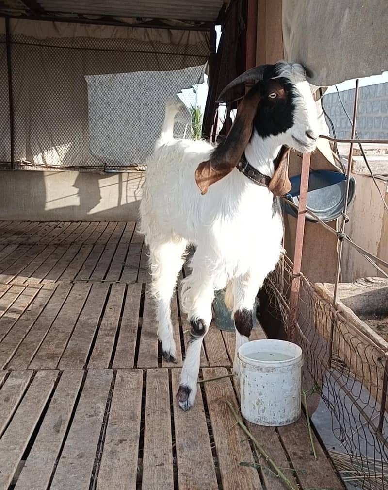 Bakra 1