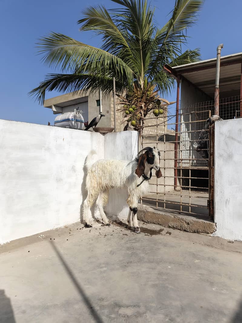 Bakra 2