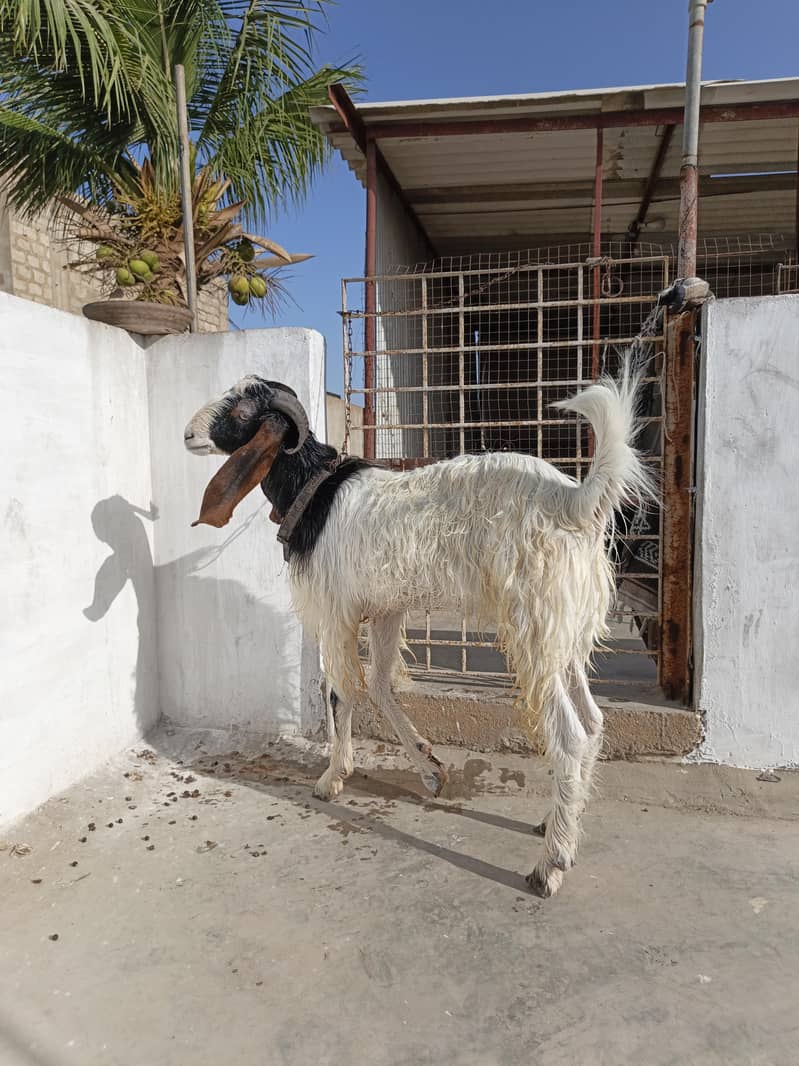 Bakra 3