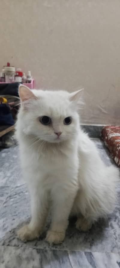 triple coated white Persian cats, litter trained, very playfull