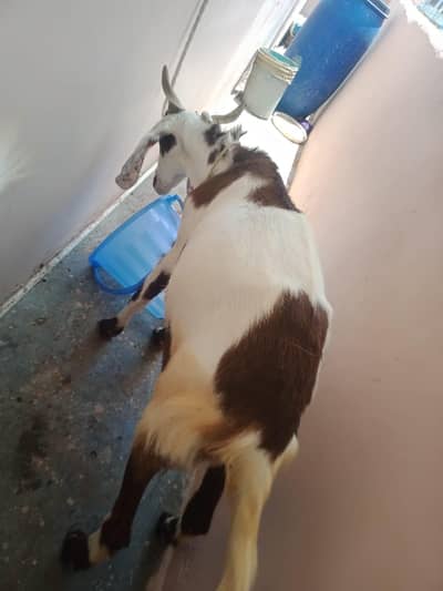 "Qurbani ke Liye Healthy Bakra _Ghar ka Pala hua"