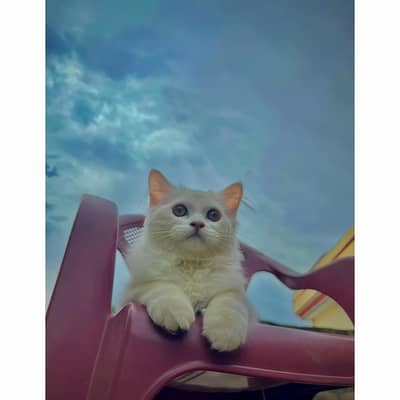 persian cat for sale MywatsapppNumber0348-55-58-176