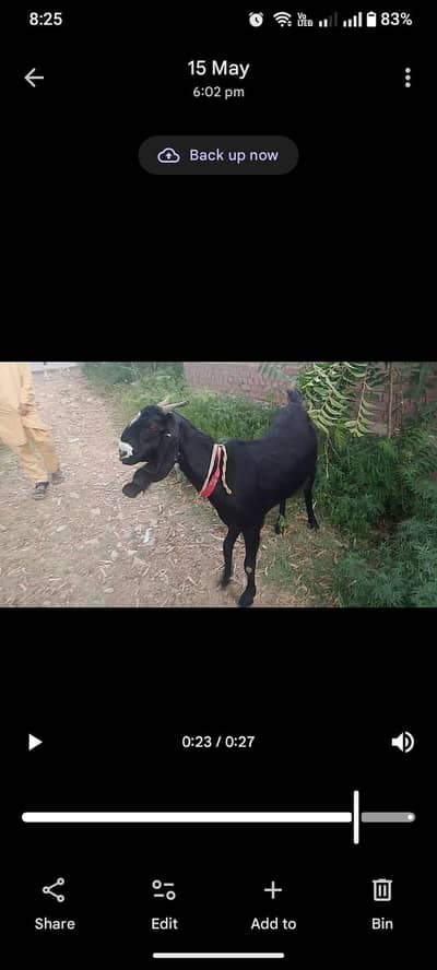 Bital goat for sale for qurbani