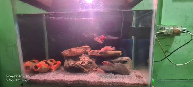 2fit aquarium without fish or filter  no light