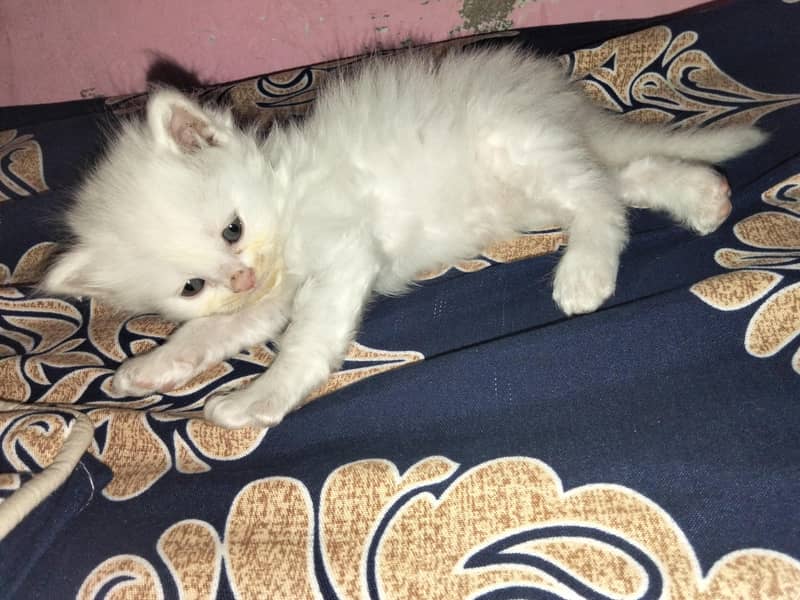 white 0