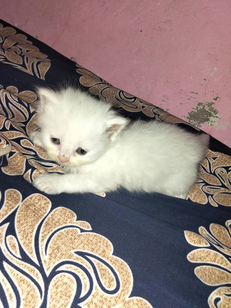 white 1