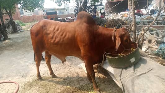 kurbai bull