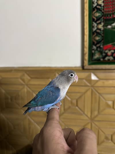 Hand Tame Lovebird