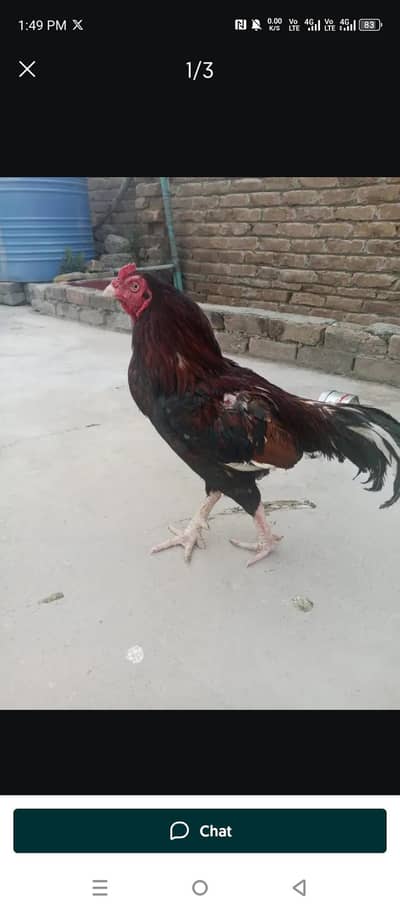 mianwali aseel for sale 03139114664