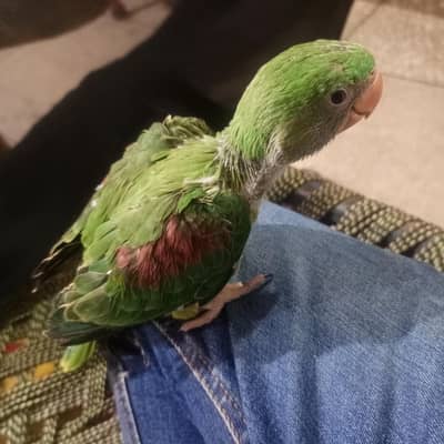 Raw Parrot.
