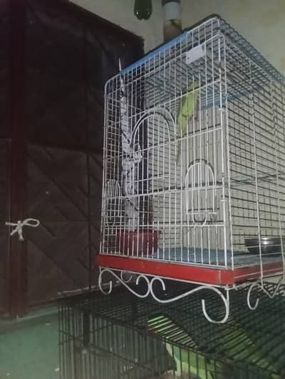 love bird ringneak cge