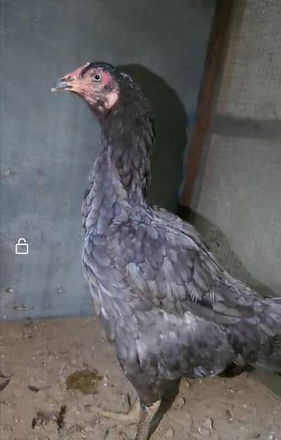 aseel madi for sale 03195550644