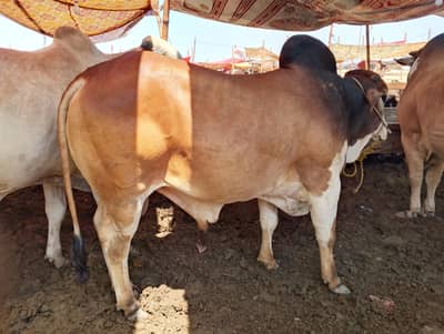 cow for sale Qurbani 4dant 5maan bacha