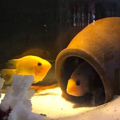 paroot fish pair